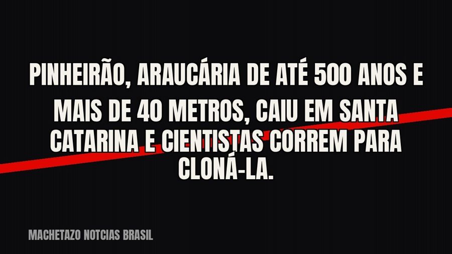 Pinheirão, araucária de até 500 anos e mais de 40 metros, caiu em Santa Catarina — e cientistas correm para…