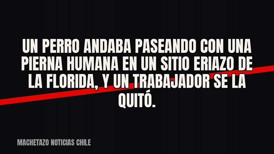 Un perro andaba paseando con una pierna humana en un sitio eriazo de La Florida, y un trabajador se la quitó.