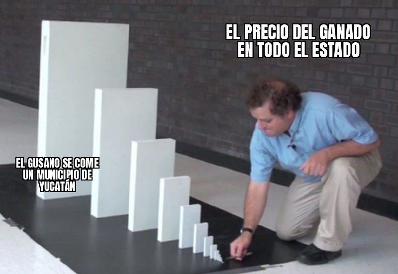 El gusano barrenador ya se comió más de 100 de los 106 municipios de Yucatán y ahora se está comiendo el…